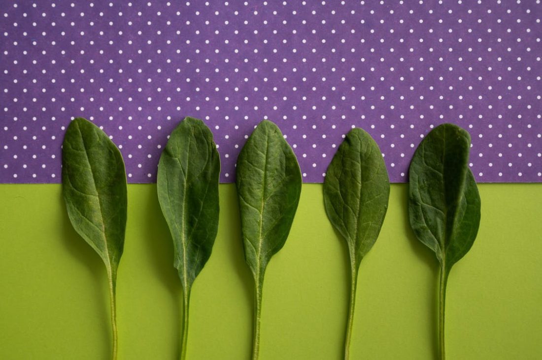 spinach extract can stop craving